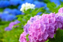 6月のレッスンスケジュール